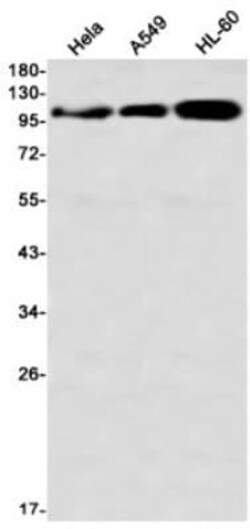 DLG1 Antibody (S06-6C8), Novus Biologicals 50 &mu;g | Buy Online | Novus Biologicals | Fisher Scientific