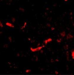 DLGAP2 Antibody - BSA Free, Novus Biologicals 0.1 mg | Buy Online | Novus Biologicals | Fisher Scientific