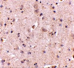 DLGAP2 Antibody - BSA Free, Novus Biologicals 0.1 mg | Buy Online | Novus Biologicals | Fisher Scientific