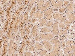 DLGAP2 Antibody, Novus Biologicals 50 &mu;g; Unconjugated:Antibodies, Polyclonal