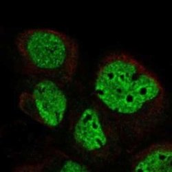 DLK2/EGFL9 Rabbit anti-Human, Polyclonal, Novus Biologicals 25 &mu;g | Buy Online | Novus Biologicals | Fisher Scientific