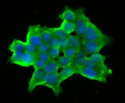 DLL4 Rabbit anti-Human, Rat, Polyclonal, Novus Biologicals 100 &mu;g; Unconjugated:Antibodies,