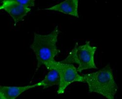 DLL4 Rabbit anti-Human, Rat, Polyclonal, Novus Biologicals 100 &mu;g; Unconjugated:Antibodies,