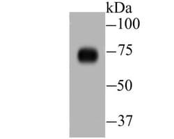 DLL4 Rabbit anti-Human, Rat, Polyclonal, Novus Biologicals 100 &mu;g; Unconjugated:Antibodies,
