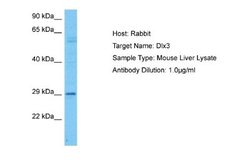 DLX3 Antibody, Novus Biologicals 100 &mu;L | Buy Online | Novus Biologicals | Fisher Scientific