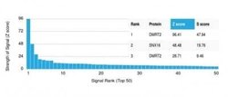 DMRT2 Antibody (PCRP-DMRT2-1B11) - Azide and BSA Free, Novus Biologicals