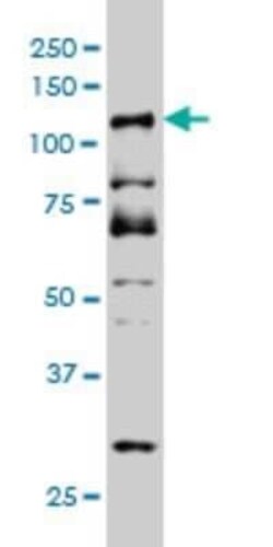 DMTF1 Antibody (5C6), Novus Biologicals 0.1 mg; Unconjugated:Antikörper