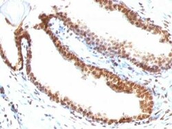 DNA Antibody (DSD/958), Novus Biologicals 0.1mg; Unlabeled:Antibodies,
