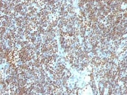 DNA Antibody (SPM603), Novus Biologicals:Antibodies:Primary Antibodies