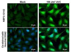 DNA-PKcs, p Ser2056 Antibody, Novus Biologicals 100 &mu;g | Buy Online | Novus Biologicals | Fisher Scientific