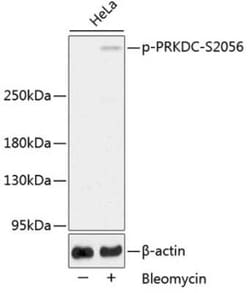DNA-PKcs, p Ser2056 Antibody - Azide and BSA Free, Novus Biologicals 100