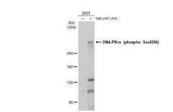 DNA-PKcs, p Ser2056 Antibody, Novus Biologicals 100 &mu;g | Buy Online | Novus Biologicals | Fisher Scientific