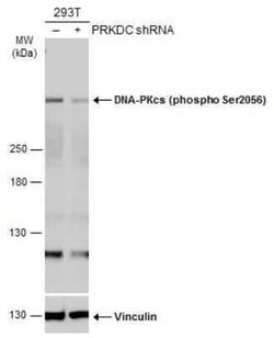 DNA-PKcs, p Ser2056 Antibody, Novus Biologicals 100 &mu;g | Buy Online | Novus Biologicals | Fisher Scientific