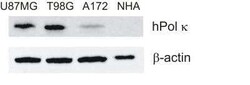 DNA Polymerase Kappa Antibody (6F2), Novus Biologicals 0.1 mg | Buy Online | Novus Biologicals | Fisher Scientific