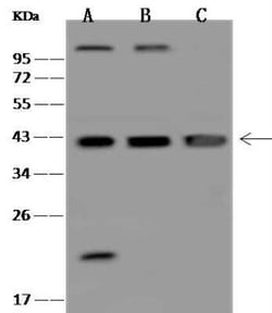 DNA Polymerase beta Antibody, Novus Biologicals:Antibodies:Primary Antibodies