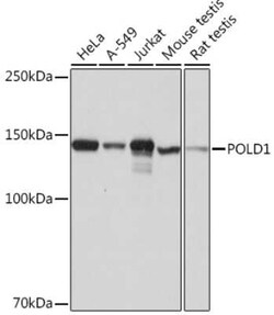DNA Polymerase delta, catalytic subunit Rabbit anti-Human, Mouse, Rat,