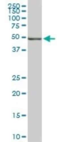 DNA Polymerase epsilon p59 Antibody (1A3), Novus Biologicals 0.1 mg | Buy Online | Novus Biologicals | Fisher Scientific