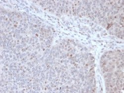 DNA Polymerase epsilon subunit 3 Antibody (PCRP-POLE3-2F10) - Azide and BSA Free, Novus Biologicals 100 &mu;g | Buy Online | Novus Biologicals | Fisher Scientific