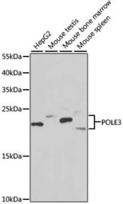 DNA Polymerase epsilon subunit 3 Antibody - BSA Free, Novus Biologicals:Antibodies:Primary