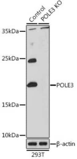 DNA Polymerase epsilon subunit 3 Antibody - BSA Free, Novus Biologicals:Antibodies:Primary
