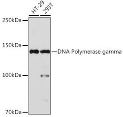 DNA Polymerase gamma Rabbit anti-Human, Mouse, Rat, Clone: 9V9D9, Novus