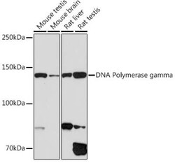 DNA Polymerase gamma Rabbit anti-Human, Mouse, Rat, Clone: 9V9D9, Novus