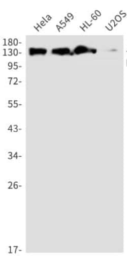 DNA Polymerase gamma Antibody (S06-1G0), Novus Biologicals 50 &mu;g; Unconjugated:Antibodies,