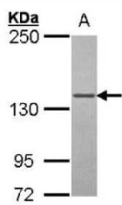 DNA Polymerase gamma Antibody, Novus Biologicals 0.05 mL; Unconjugated:Antibodies,