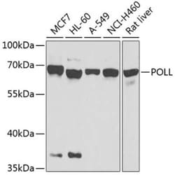 DNA Polymerase lambda Antibody - BSA Free, Novus Biologicals 0.1 mL, Unconjugated:Antibodies,