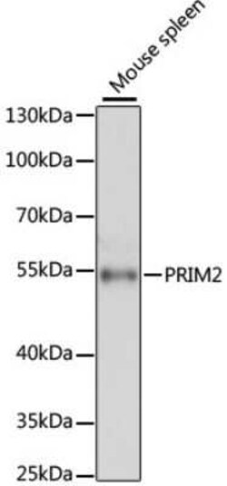 DNA Primase large subunit Antibody - Azide and BSA Free, Novus Biologicals:Antibodies:Primary