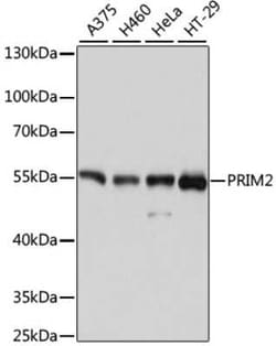 DNA Primase large subunit Antibody - Azide and BSA Free, Novus Biologicals:Antibodies:Primary