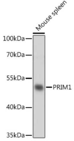 DNA Primase small subunit Rabbit anti-Human, Mouse, Polyclonal, Novus Biologicals