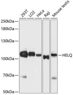 DNA helicase HEL308 Antibody - Azide and BSA Free, Novus Biologicals 0.1