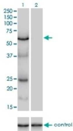 DNA polymerase sigma Antibody (2F8), Novus Biologicals 0.1 mg, Unconjugated:Antibodies,