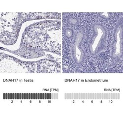 DNAH17 Antibody, Novus Biologicals:Antibodies:Primary Antibodies
