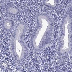 DNAH17 Antibody, Novus Biologicals:Antibodies:Primary Antibodies