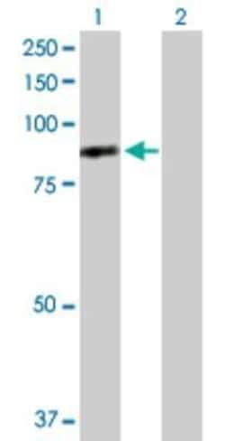 DNAI1 Antibody, Novus Biologicals 0.1 mg | Buy Online | Novus Biologicals | Fisher Scientific