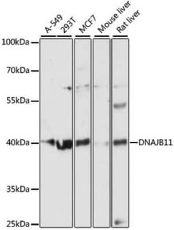 DNAJB11 Antibody - Azide and BSA Free, Novus Biologicals 0.1 mL, Unconjugated:Antibodies,