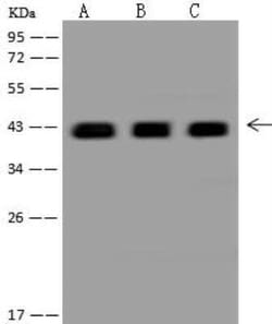DNAJB11 Antibody, Novus Biologicals 100 &mu;g; Unconjugated:Antibodies,