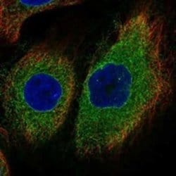 DNAJB12 Rabbit anti-Human, Polyclonal, Novus Biologicals 100 &mu;g; Unconjugated:Antibodies,