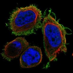 DNAJB13 Antibody, Novus Biologicals:Antibodies:Primary Antibodies