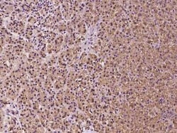 DNAJB14 Antibody, Novus Biologicals 100 &mu;g, Unconjugated:Antibodies,