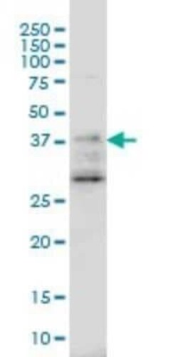 DNAJB2 Antibody (2C9), Novus Biologicals 0.1 mg | Buy Online | Novus Biologicals | Fisher Scientific