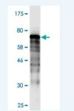 DNAJB5 Antibody (1C2), Novus Biologicals 0.1 mg | Buy Online | Novus Biologicals | Fisher Scientific