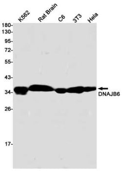DNAJB6 Rabbit anti-Human, Mouse, Rat, Clone: S01-8K2, Novus Biologicals 100 &mu;g | Buy Online | Novus Biologicals | Fisher Scientific