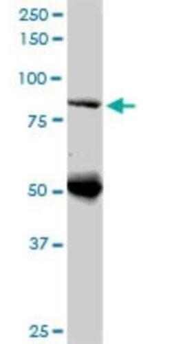DNAJC10 Antibody (3A8), Novus Biologicals 0.05 mg | Buy Online | Novus Biologicals | Fisher Scientific