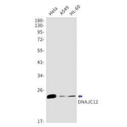 DNAJC12 Antibody (S04-3E8), Novus Biologicals 50 &mu;g; Unconjugated:Antibodies,