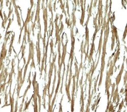 DNAJC13 Antibody - BSA Free, Novus Biologicals 0.1 mg; Unconjugated:Antibodies,