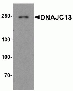 DNAJC13 Antibody - BSA Free, Novus Biologicals 0.1 mg; Unconjugated:Antibodies,