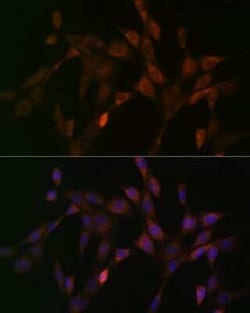 DNAJC15 Rabbit anti-Human, Mouse, Rat, Clone: 7D7X7, Novus Biologicals